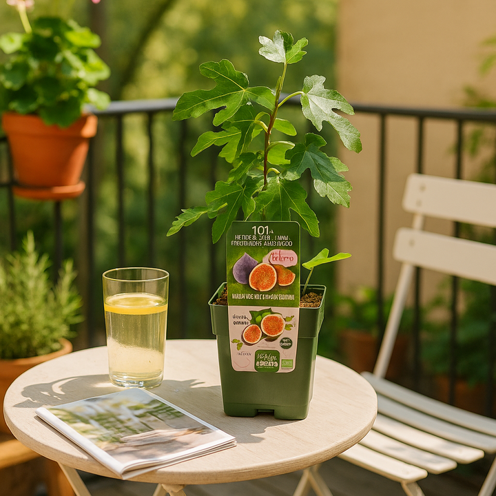Biologische Vijgenboomplanten | Set van 3 of 6 Ficus carica | 20-25 cm hoog