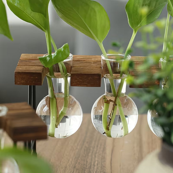 Transparante Glazen Vaas Set | Houten Standaard | Hydroponic Vaas
