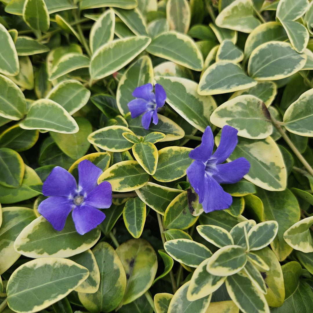 Vinca minor 'Blue and Gold' | Wintergroene Bodembedekker met Gele Bladeren – Schaduwplant & Onderhoudsarm