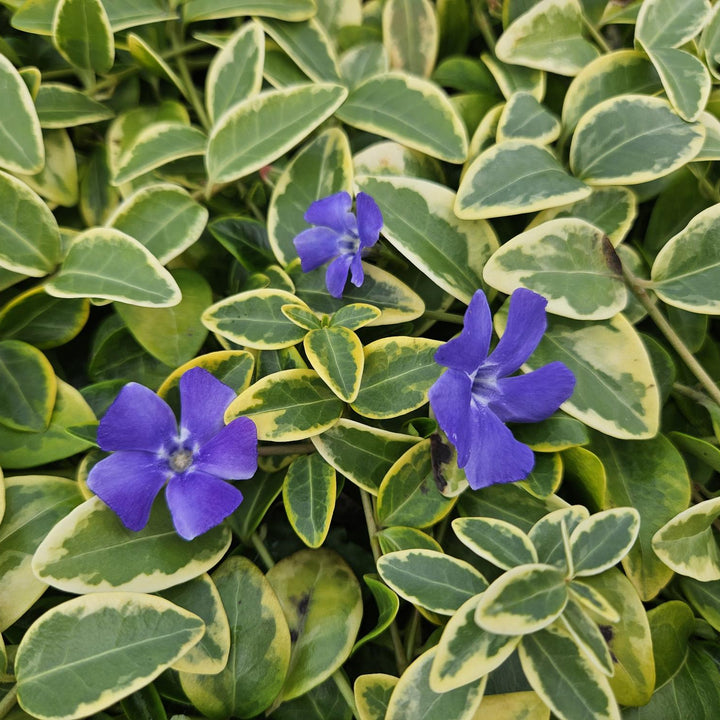 Vinca minor 'Blue and Gold' | Wintergroene Bodembedekker met Gele Bladeren – Schaduwplant & Onderhoudsarm