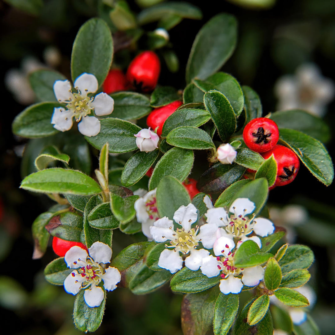 Cotoneaster dammeri | Winterharde Bodembedekker met Witte Bloemen & Rode Bessen