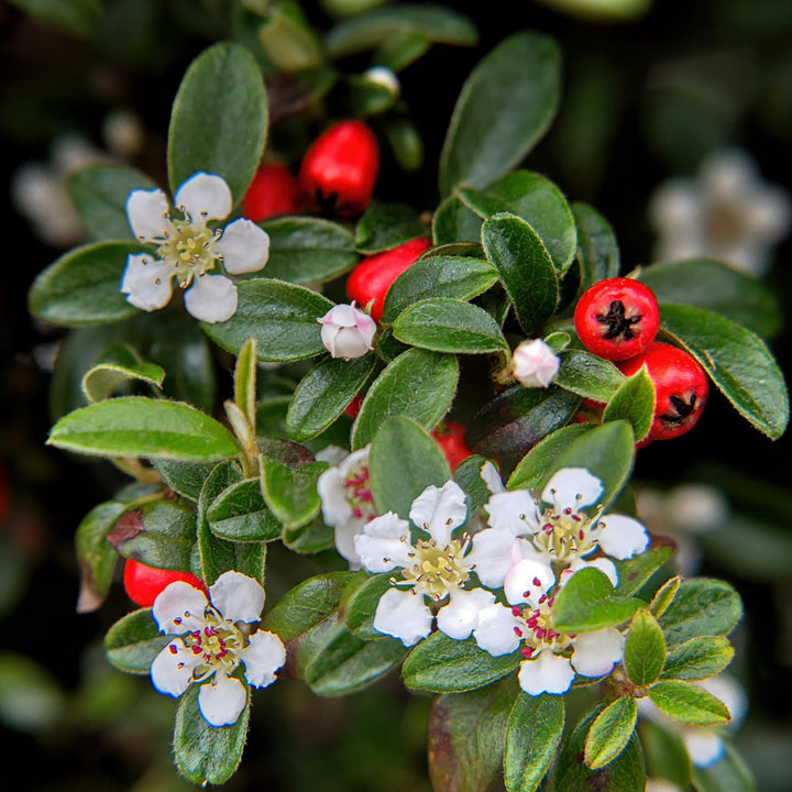 Cotoneaster dammeri | Winterharde Bodembedekker met Witte Bloemen & Rode Bessen