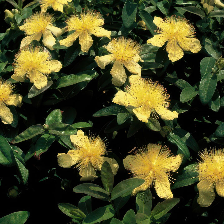 Hypericum calycinum | Wintergroene Bodembedekker met Gele Bloei – Weinig Onderhoud