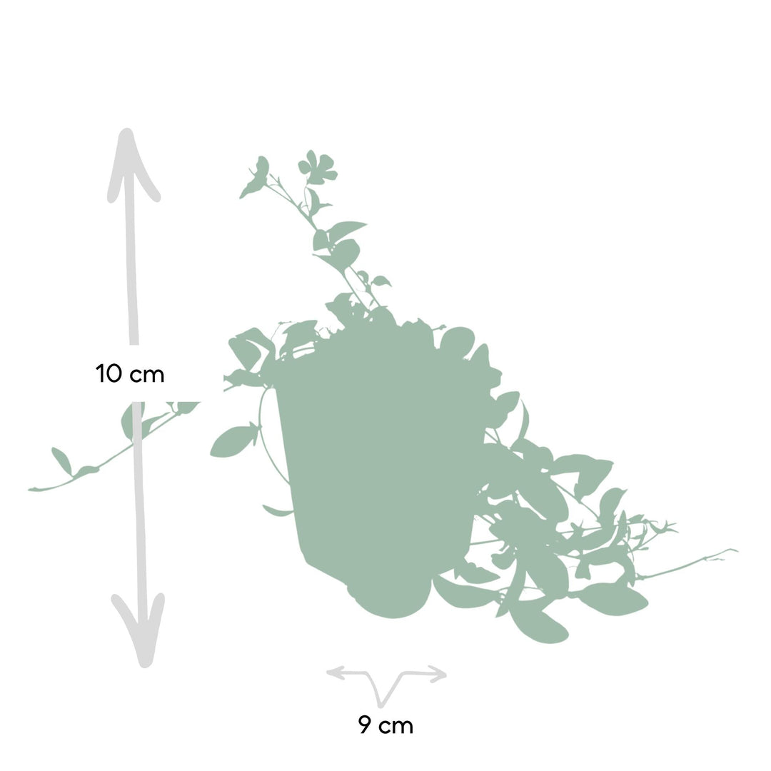 Vinca minor 'La Grave' | Paarse Bodembedekker voor Schaduw – Groenblijvend & Onderhoudsarm