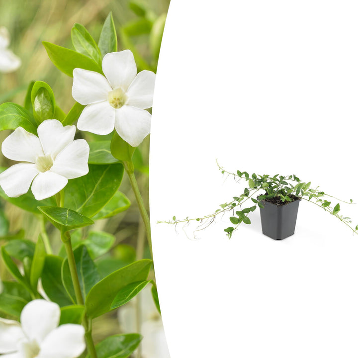 Vinca minor ‘Alba’ | Witte Bodembedekker voor Zon & Schaduw – Sterke, Winterharde Tuinplant