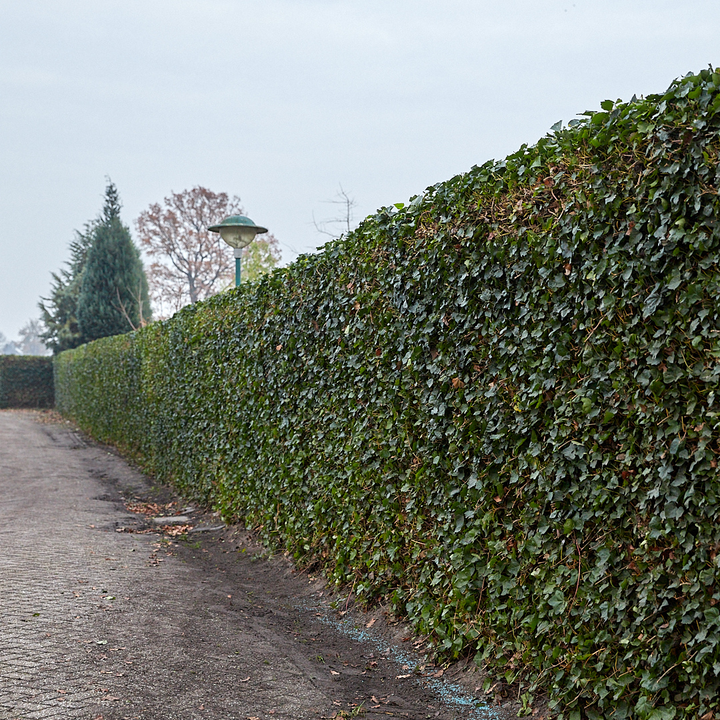 Hedera Hibernica Klimop (Gestokt) | Snelgroeiende Haagplant voor Privacy en Groen