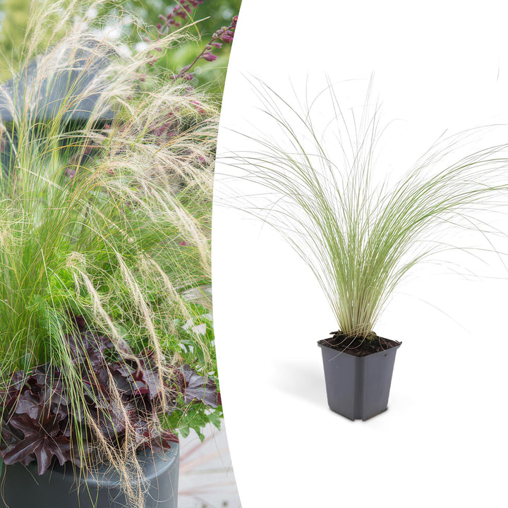 Stipa tenuissima 'Ponytails' | Siergras met Luchtige Pluimen – Winterhard & Onderhoudsarm
