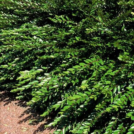 Lonicera pileata ‘Purple Pearl’ | Paarse Bodembedekkende Struik voor Zon & Schaduw