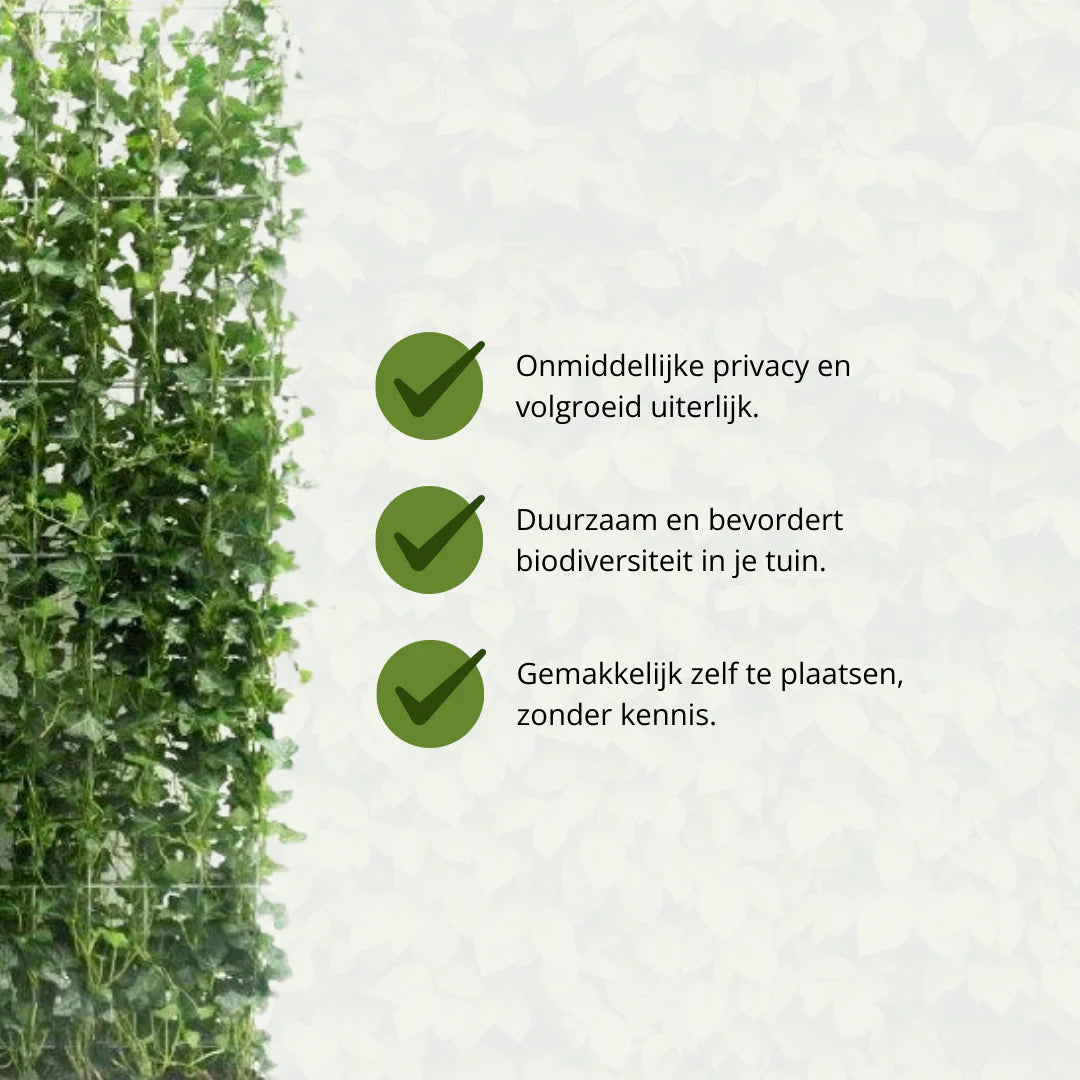 Hedera Hibernica Klimop Kant-en-Klaar Haag | Directe Groene Privacy voor Elke Tuin