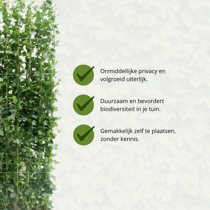Hedera Hibernica Klimop Kant-en-Klaar Haag | Directe Groene Privacy voor Elke Tuin