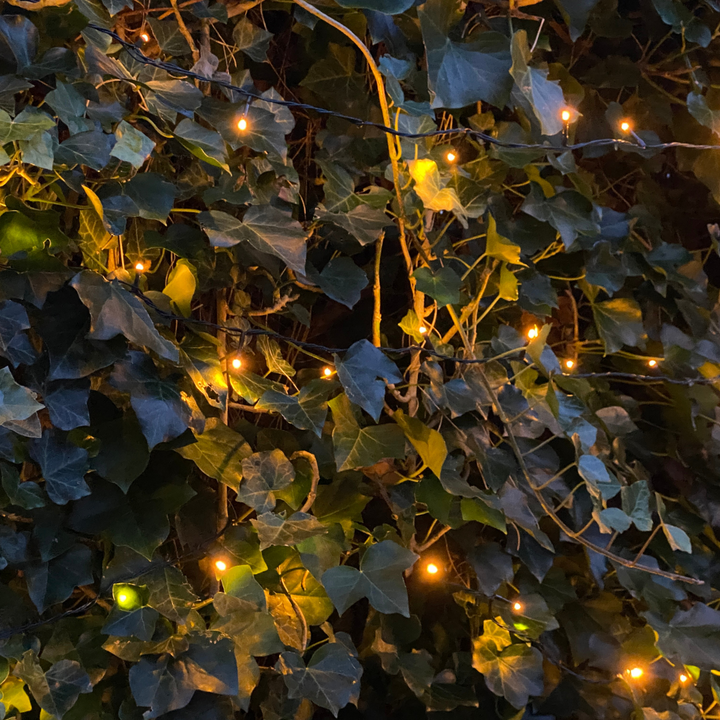 Hedera Hibernica Klimop Kant-en-Klaar Haag | Directe Groene Privacy voor Elke Tuin