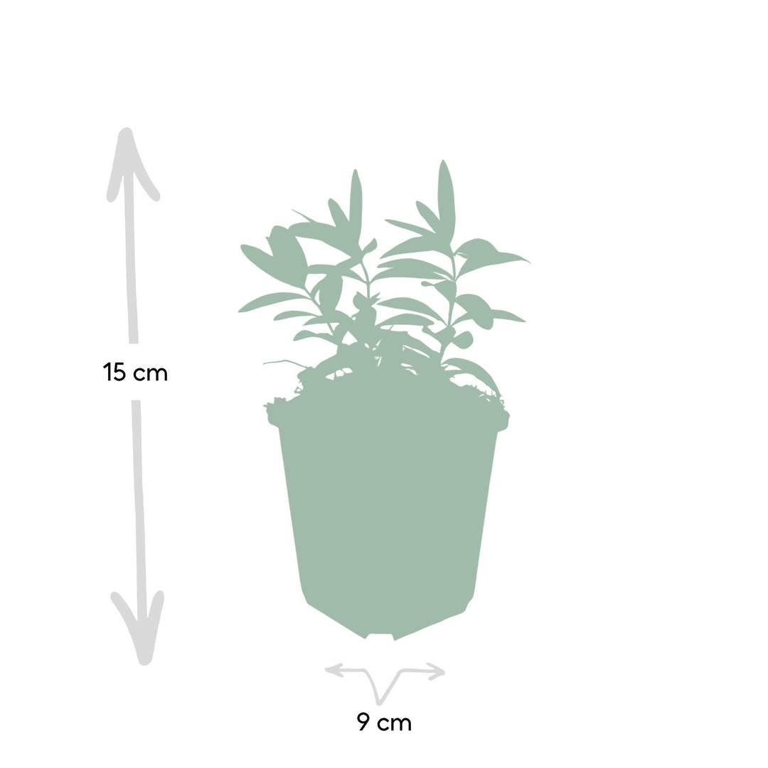 Hypericum calycinum | Wintergroene Bodembedekker met Gele Bloei – Weinig Onderhoud