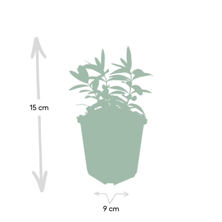 Hypericum calycinum | Wintergroene Bodembedekker met Gele Bloei – Weinig Onderhoud