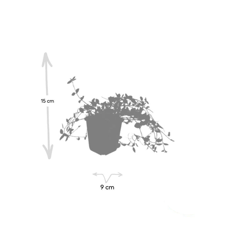 Vinca minor ‘Gertrude Jekyll’ | Witte Bodembedekker voor Schaduwrijke Tuinen