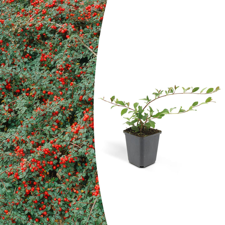 Cotoneaster dammeri | Winterharde Bodembedekker met Witte Bloemen & Rode Bessen