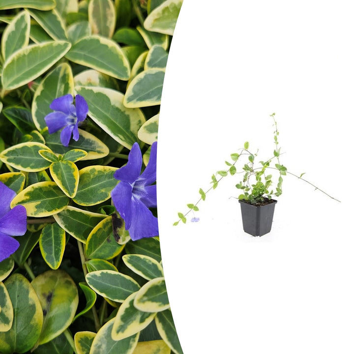 Vinca minor 'Blue and Gold' | Wintergroene Bodembedekker met Gele Bladeren – Schaduwplant & Onderhoudsarm