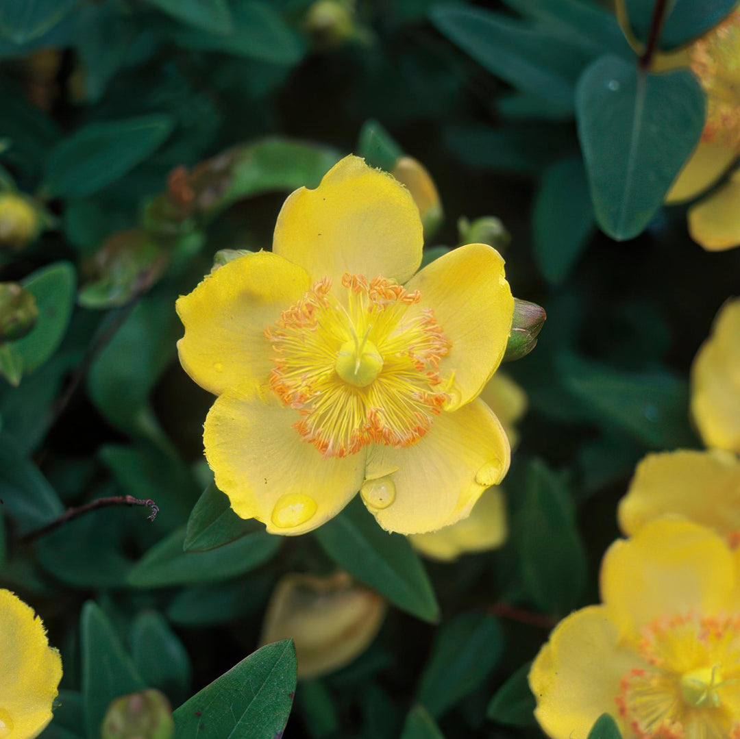 Hypericum calycinum | Wintergroene Bodembedekker met Gele Bloei – Weinig Onderhoud