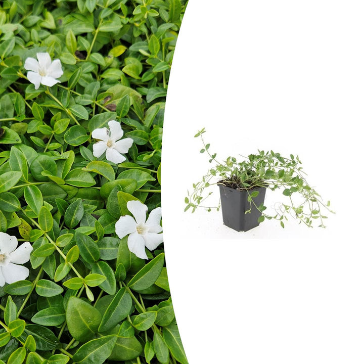 Vinca minor ‘Gertrude Jekyll’ | Witte Bodembedekker voor Schaduwrijke Tuinen