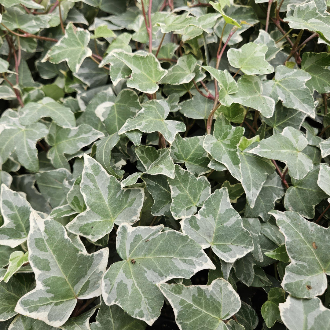 Hedera helix 'Glacier' | Snelgroeiende Klimop met Bonte Bladeren voor Haag, Bodembedekking of Gevelgroen