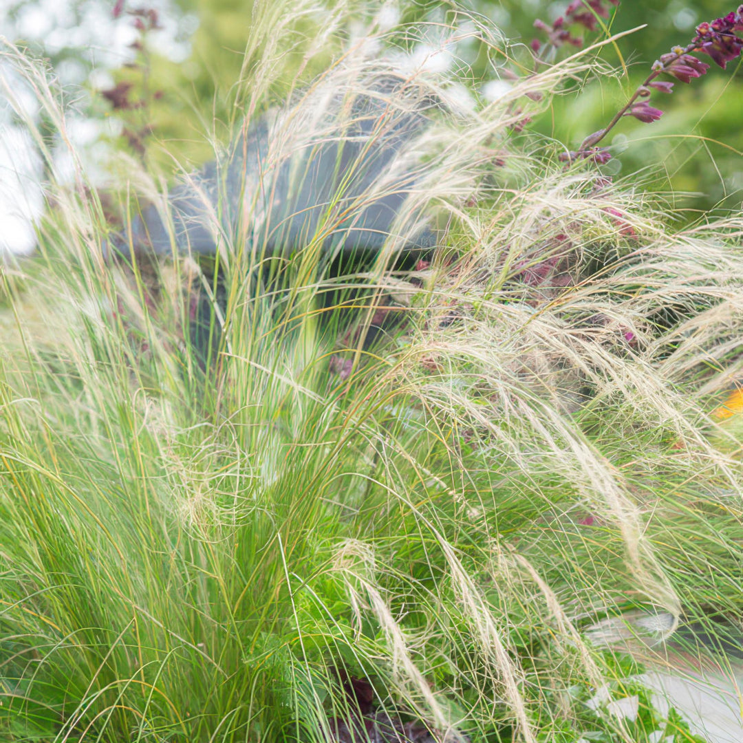 Stipa tenuissima 'Ponytails' | Siergras met Luchtige Pluimen – Winterhard & Onderhoudsarm