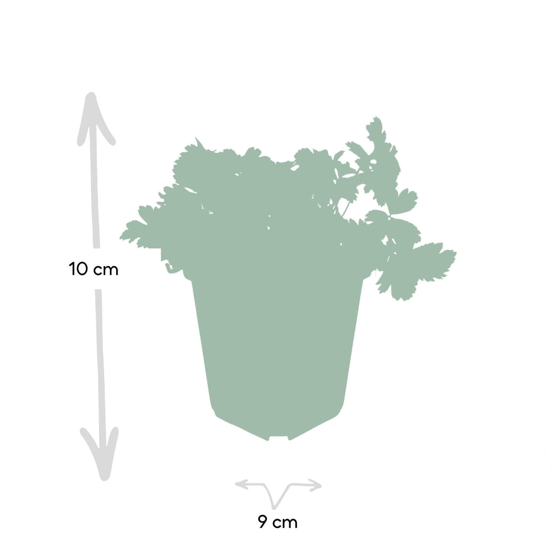 Waldsteinia ternata | Wintergroene Bodembedekker met Gele Bloei – Onderhoudsarm en Schaduwbestendig
