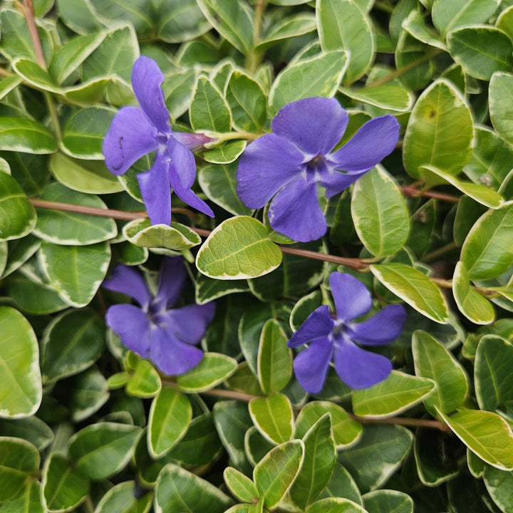 Vinca minor 'Ralph Shugert' | Lavendelkleurige Bodembedekker voor Schaduw – Wintergroen & Onderhoudsarm