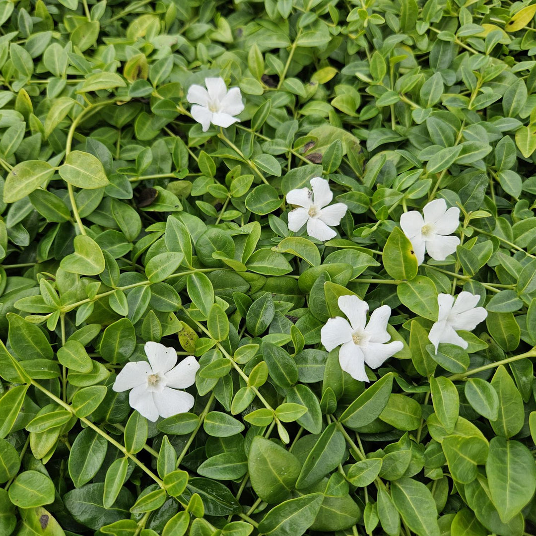 Vinca minor ‘Gertrude Jekyll’ | Witte Bodembedekker voor Schaduwrijke Tuinen