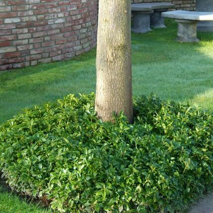 Pachysandra terminalis | Wintergroen Schaduwkruid – Bodembedekker voor Schaduwrijke Tuinen