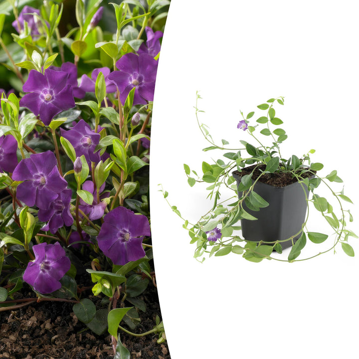 Vinca minor ‘Atropurpurea’ | Paarse Bloeiende Bodembedekker – Wintergroen, Schaduwbestendig en Onderhoudsarm