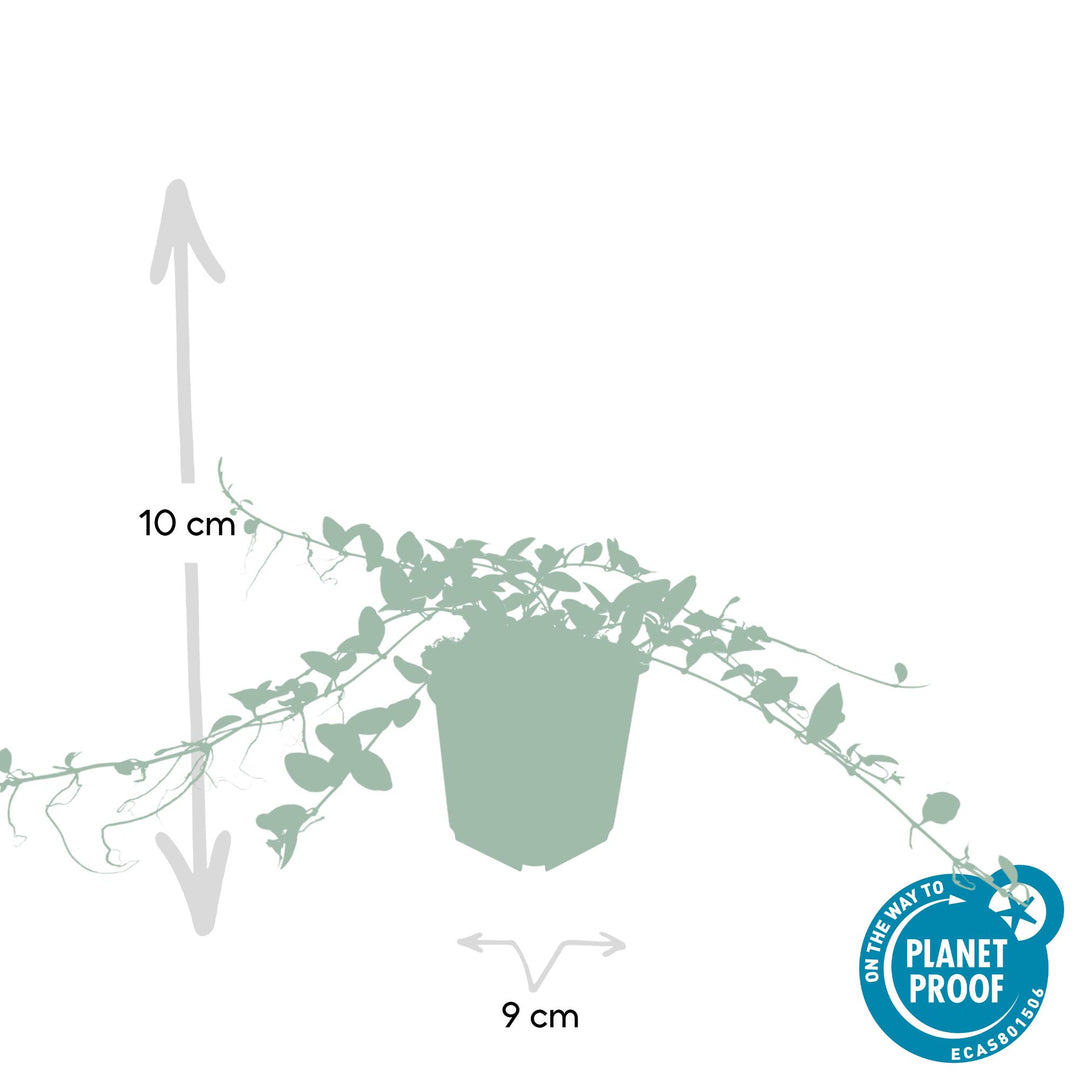 Vinca minor ‘Alba’ | Witte Bodembedekker voor Zon & Schaduw – Sterke, Winterharde Tuinplant