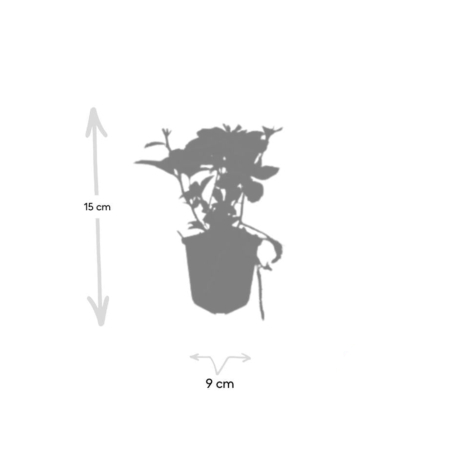 Pachysandra terminalis | Wintergroen Schaduwkruid – Bodembedekker voor Schaduwrijke Tuinen