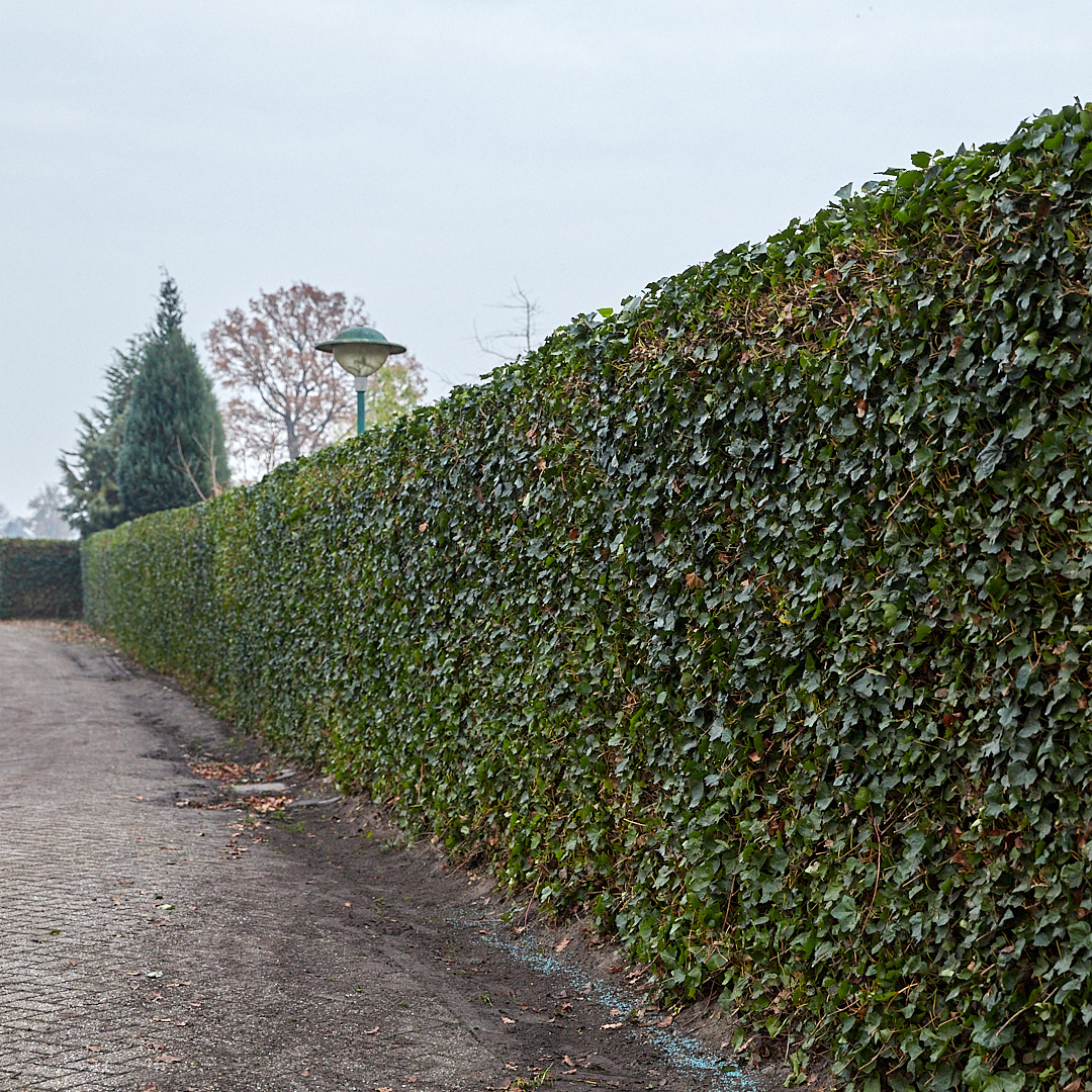 Hedera Hibernica Klimop Kant-en-Klaar Haag | Directe Groene Privacy voor Elke Tuin