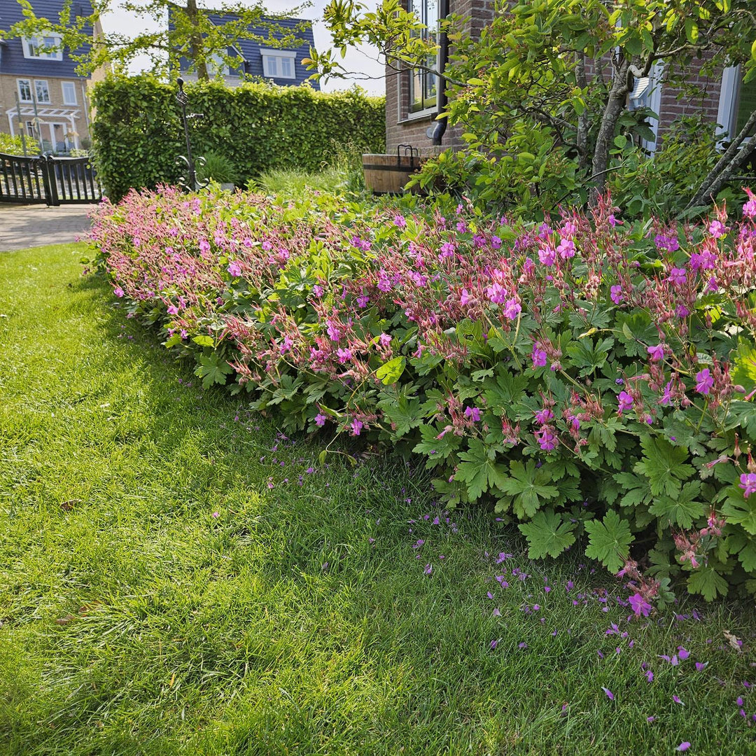 Geranium macrorrhizum – Geurende Bodembedekker met Voorjaarsbloei – Winterhard & Onderhoudsarm