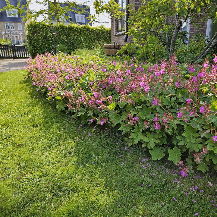 Geranium macrorrhizum – Geurende Bodembedekker met Voorjaarsbloei – Winterhard & Onderhoudsarm