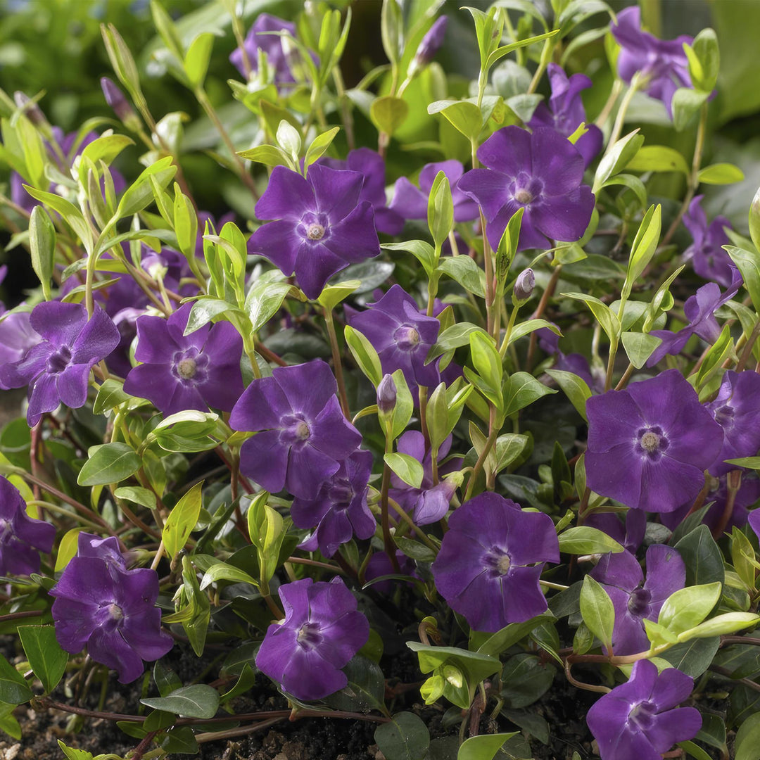 Vinca minor ‘Atropurpurea’ | Paarse Bloeiende Bodembedekker – Wintergroen, Schaduwbestendig en Onderhoudsarm
