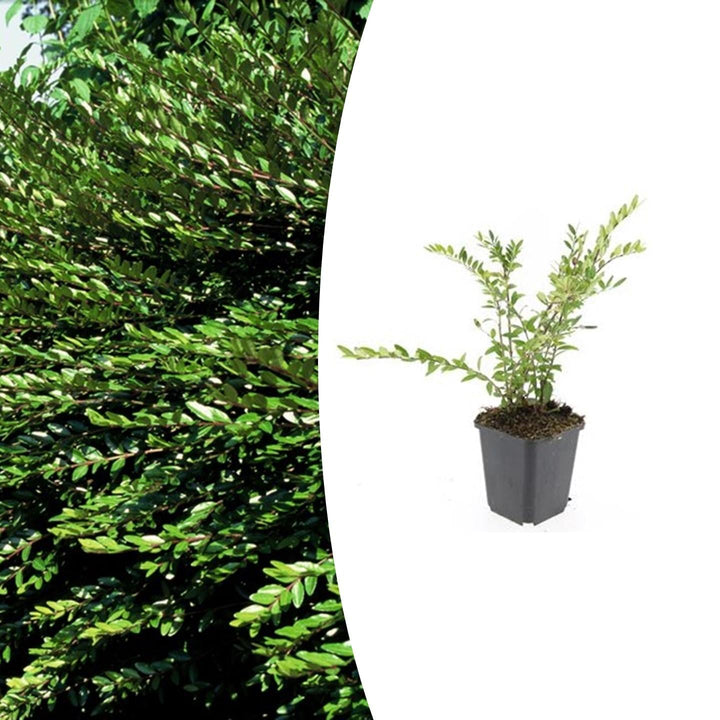 Lonicera pileata ‘Purple Pearl’ | Paarse Bodembedekkende Struik voor Zon & Schaduw