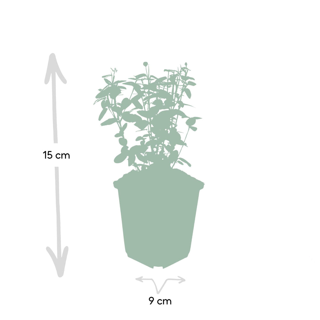 Euonymus fortunei ‘Radicans’ | Wintergroene Bodembedekker voor Schaduw – Sterk, Snelgroeiend en Onderhoudsarm