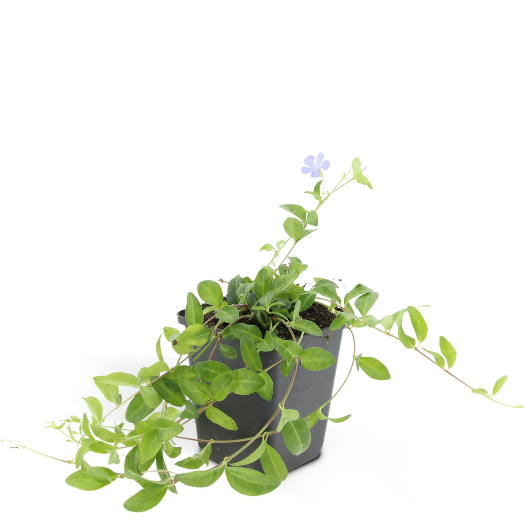 Vinca minor 'La Grave' | Paarse Bodembedekker voor Schaduw – Groenblijvend & Onderhoudsarm