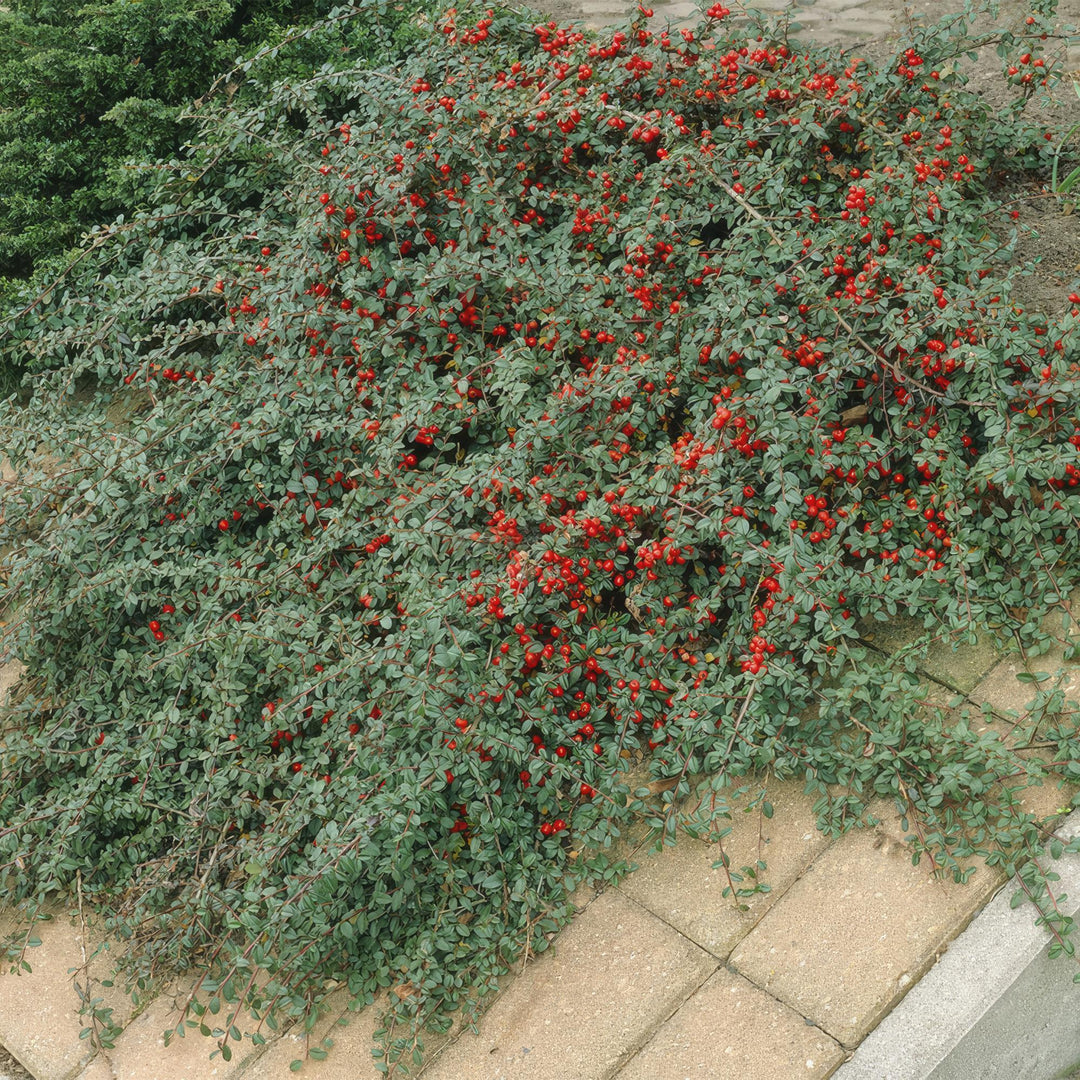 Cotoneaster dammeri | Winterharde Bodembedekker met Witte Bloemen & Rode Bessen