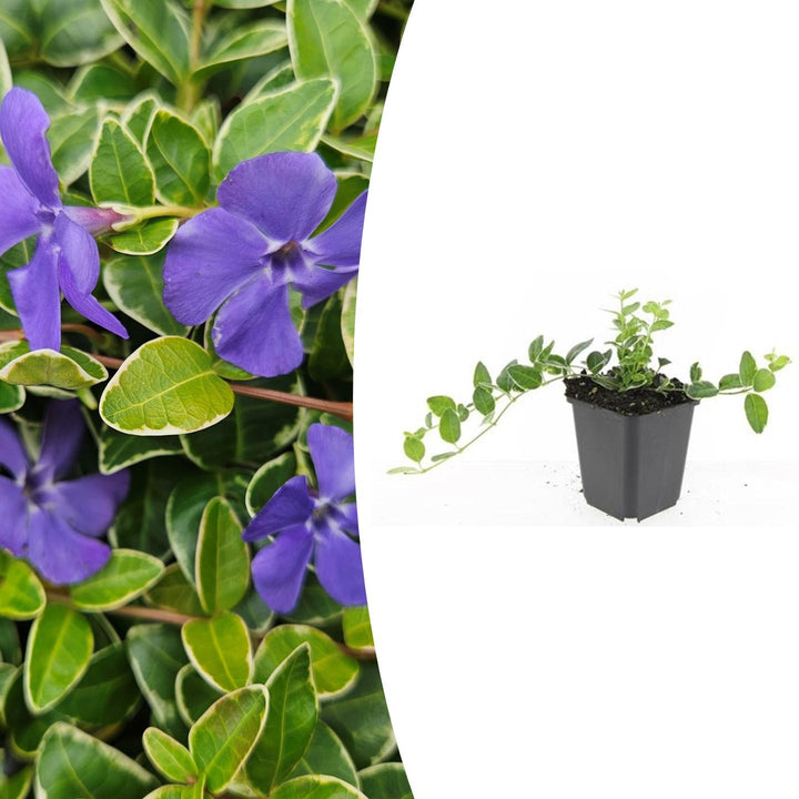 Vinca minor 'Ralph Shugert' | Lavendelkleurige Bodembedekker voor Schaduw – Wintergroen & Onderhoudsarm