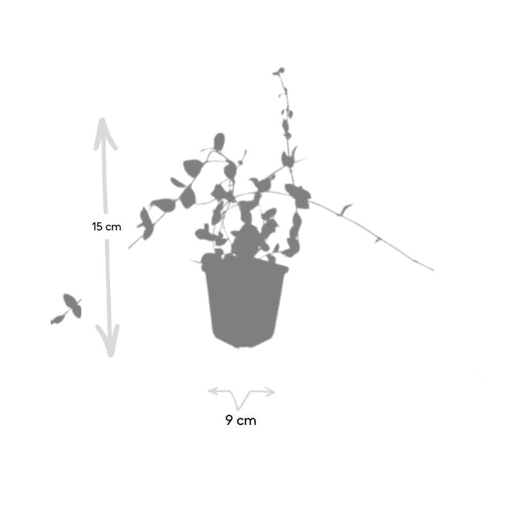 Vinca minor 'Blue and Gold' | Wintergroene Bodembedekker met Gele Bladeren – Schaduwplant & Onderhoudsarm