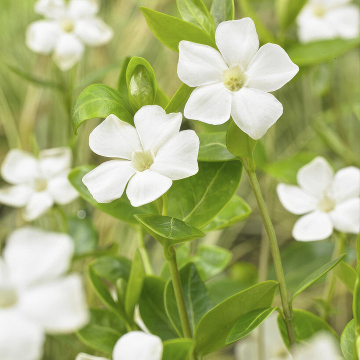Vinca minor ‘Alba’ | Witte Bodembedekker voor Zon & Schaduw – Sterke, Winterharde Tuinplant