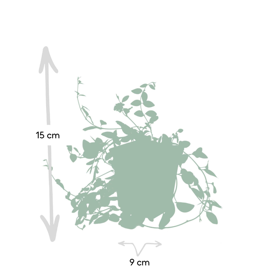 Vinca minor ‘Atropurpurea’ | Paarse Bloeiende Bodembedekker – Wintergroen, Schaduwbestendig en Onderhoudsarm