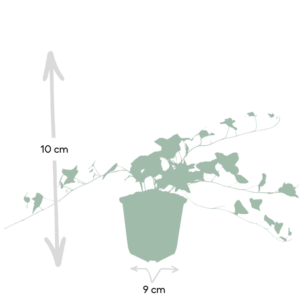 Hedera helix 'Glacier' | Snelgroeiende Klimop met Bonte Bladeren voor Haag, Bodembedekking of Gevelgroen