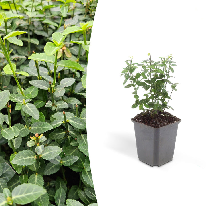 Euonymus fortunei ‘Radicans’ | Wintergroene Bodembedekker voor Schaduw – Sterk, Snelgroeiend en Onderhoudsarm