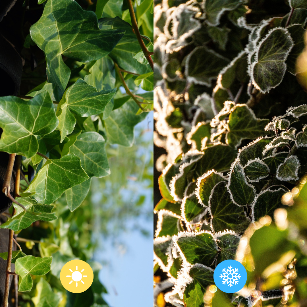 Hedera Hibernica Klimop Kant-en-Klaar Haag | Directe Groene Privacy voor Elke Tuin