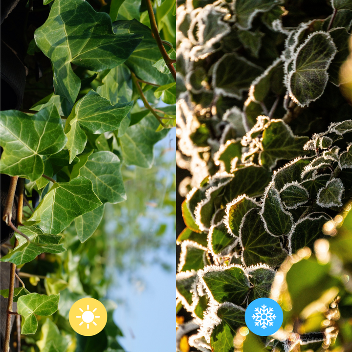 Hedera Hibernica Klimop Kant-en-Klaar Haag | Directe Groene Privacy voor Elke Tuin