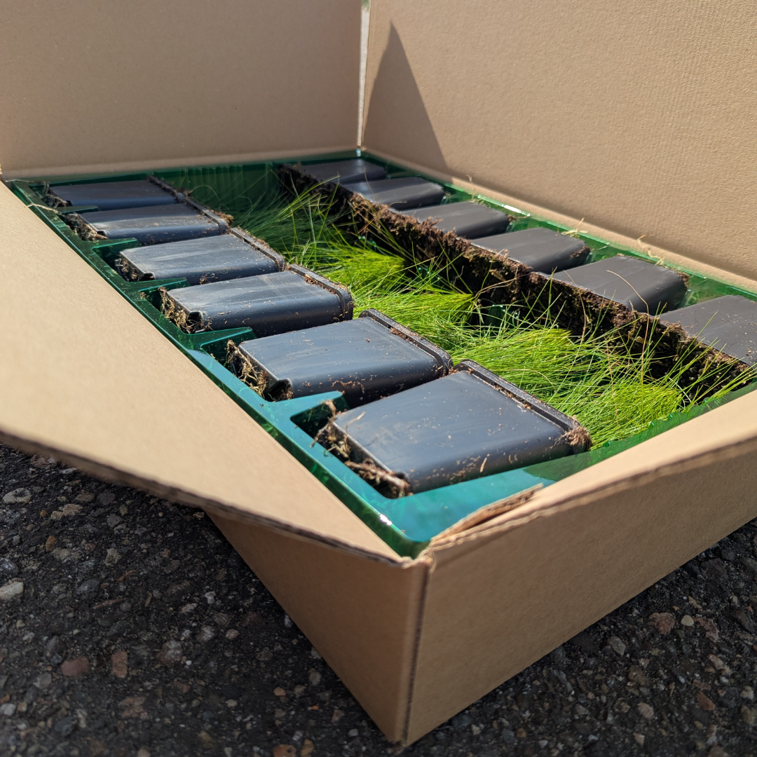 Stipa tenuissima 'Ponytails' | Siergras met Luchtige Pluimen – Winterhard & Onderhoudsarm